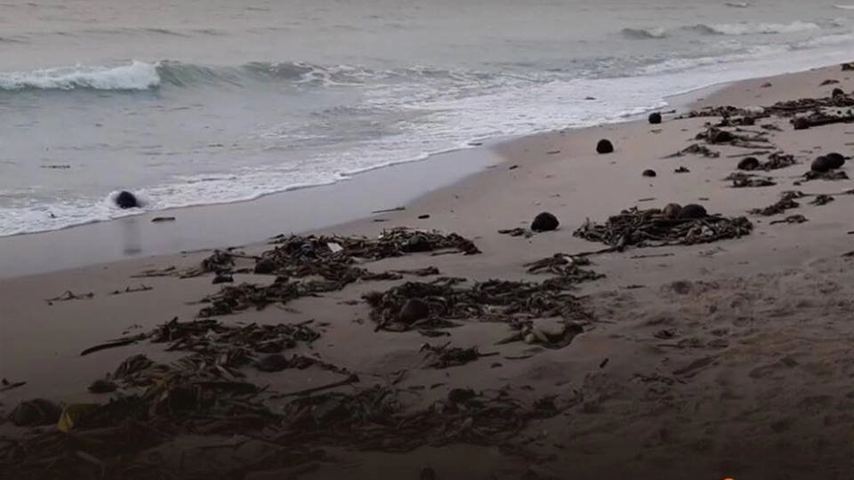 พบขยะทะเลเกยหาดชะอำ ยาวกว่า 5 กิโลเมตร อ.ชะอำ จ.เพชรบุรี