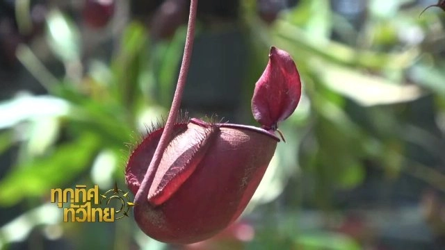 ประเด็นข่าว (3 พ.ย. 60)