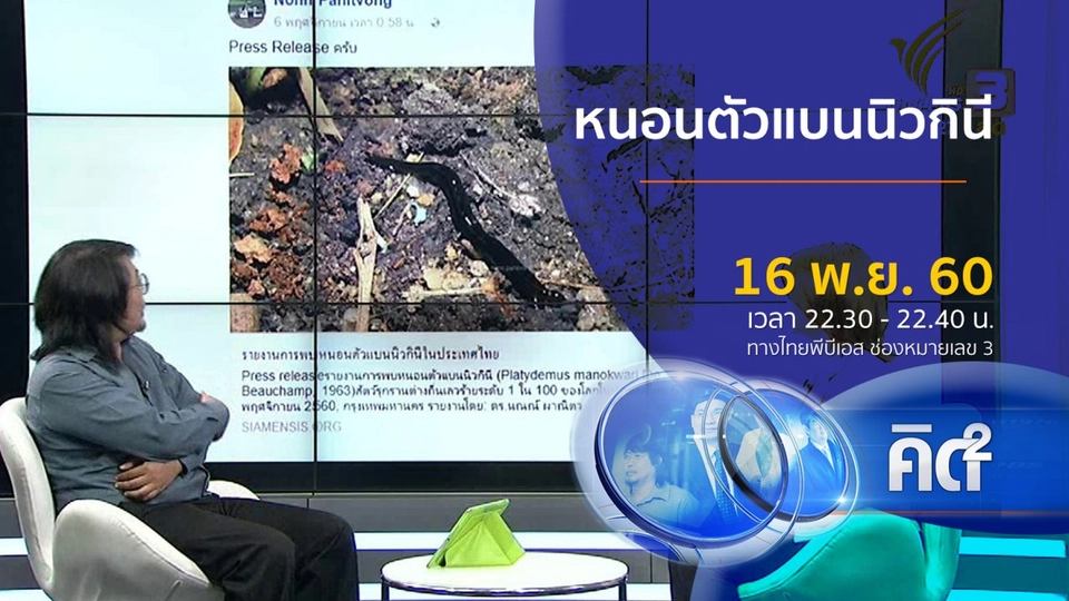 หนอนตัวแบนนิวกินี