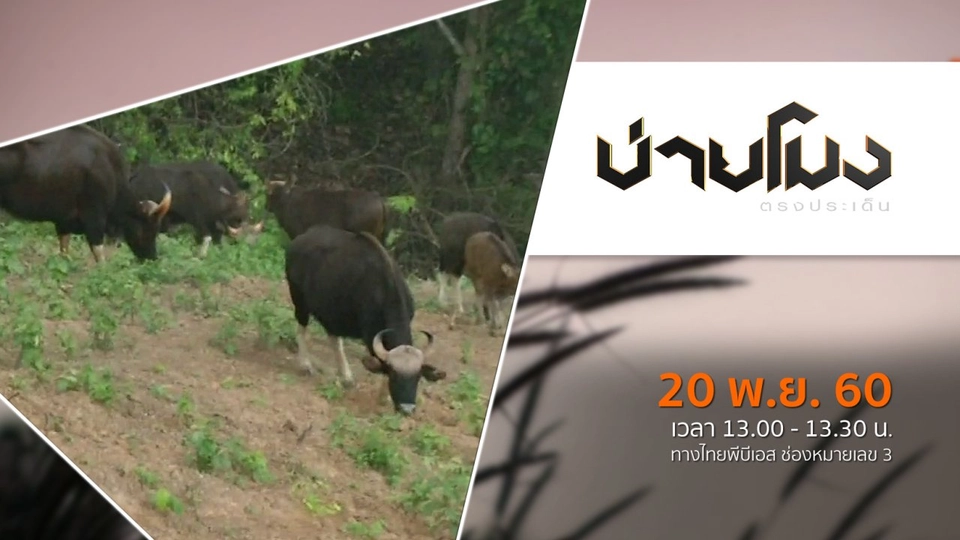 ประเด็นข่าว ( 20 พ.ย. 60)