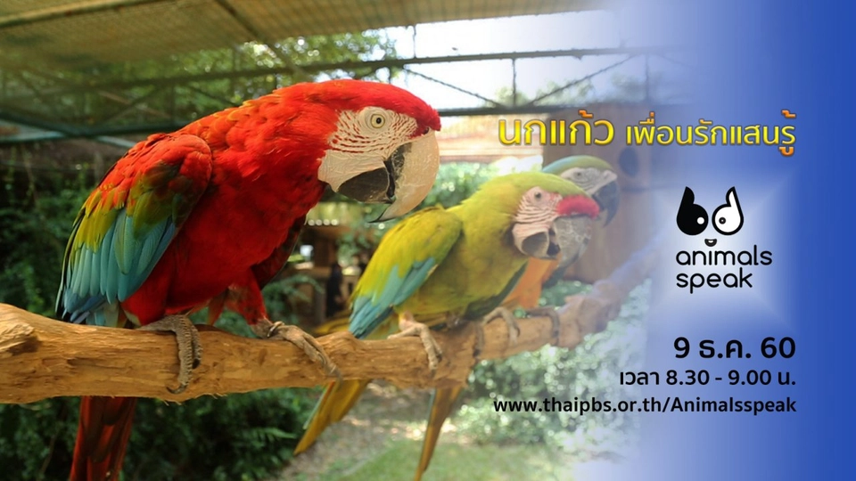 นกแก้ว เพื่อนรักแสนรู้