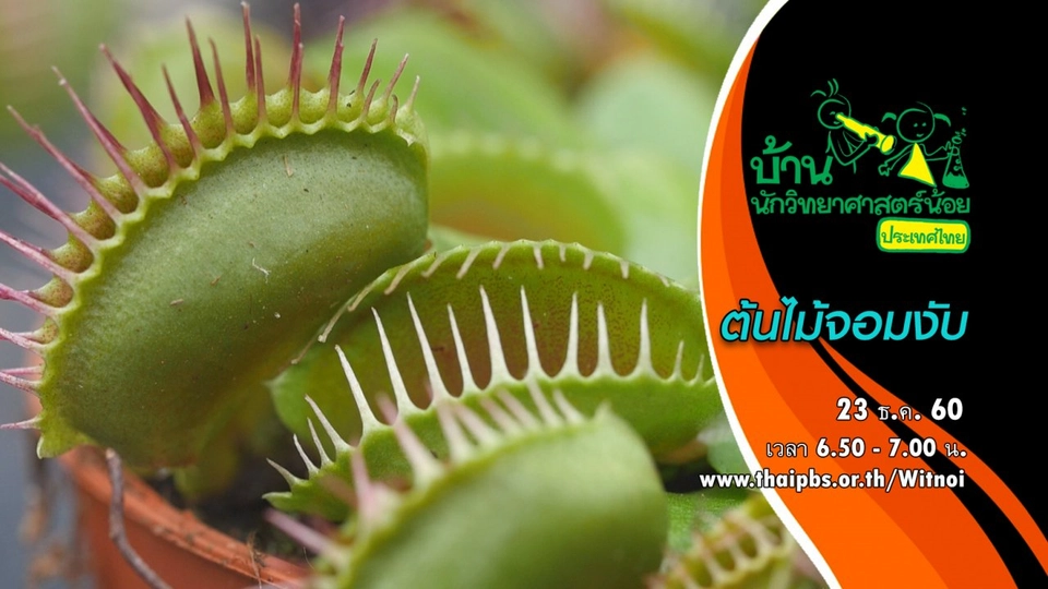 ต้นไม้จอมงับ