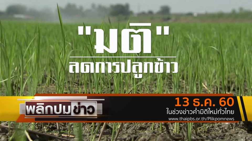 มติลดการปลูกข้าว