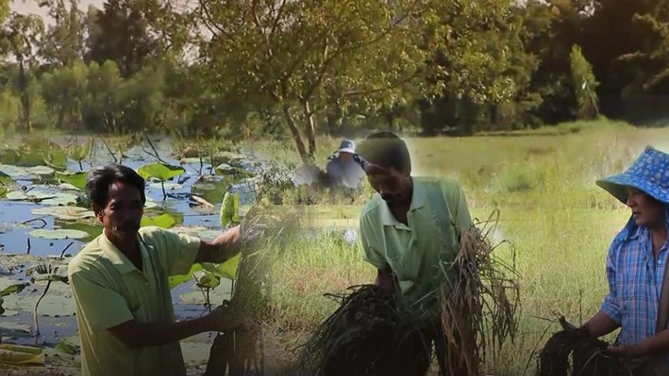 ผลกระทบจากฟาร์มหมู ทำนาข้าว นาบัวเสียหาย จ.ราชบุรี