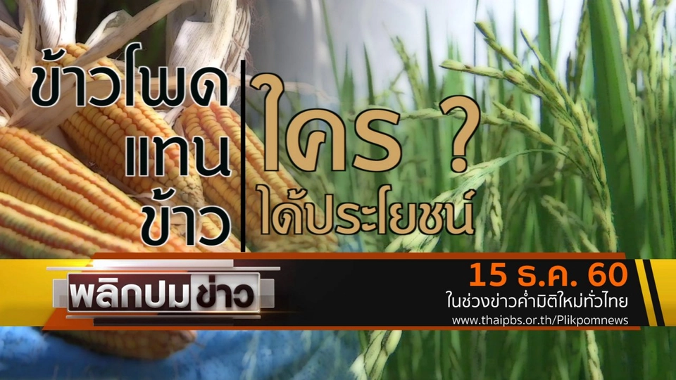 ข้าวโพดแทนข้าว ใครได้ประโยชน์ ?