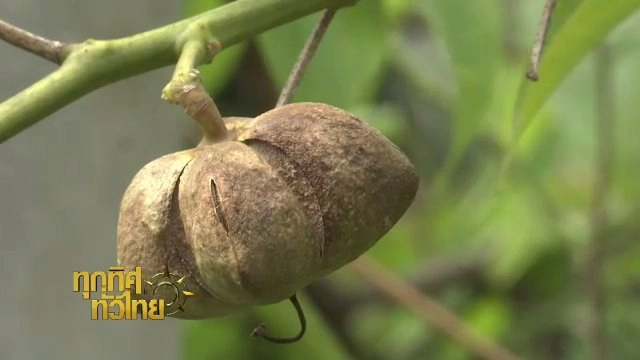 ประเด็นข่าว (21 ธ.ค. 60)