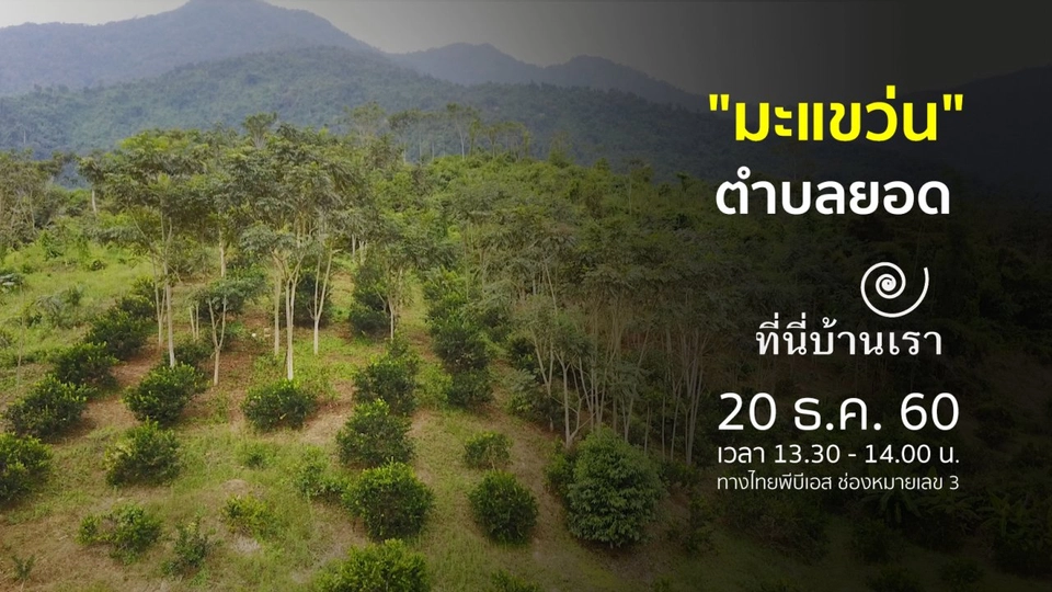 "มะแขว่น" ตำบลยอด