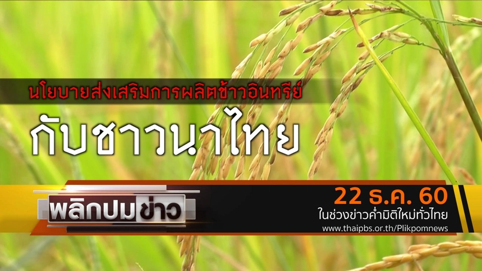 นโยบายส่งเสริมการผลิตข้าวอินทรีย์กับชาวนาไทย
