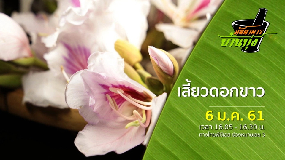 เสี้ยวดอกขาว