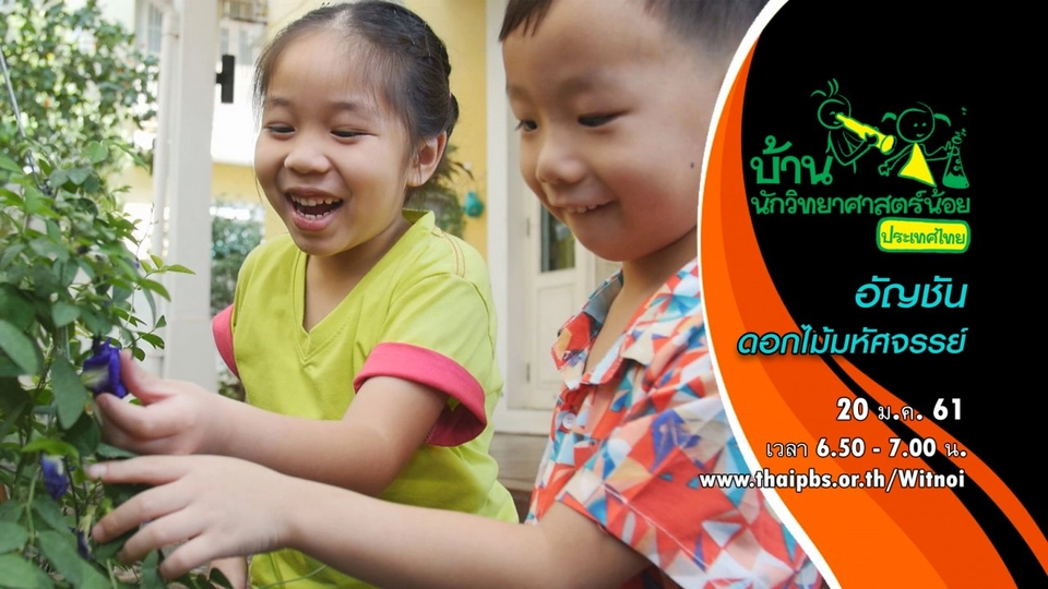 อัญชันดอกไม้มหัศจรรย์