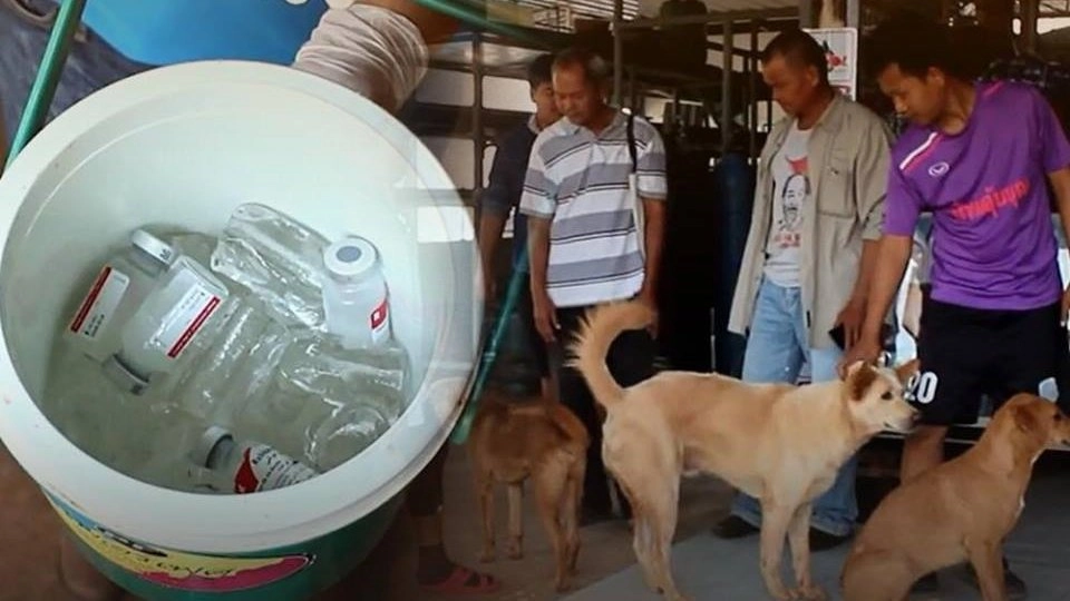 พบเชื้อพิษสุนัขบ้าเพิ่ม 3 อำเภอ ปศุสัตว์สั่งควบคุมโรค 11 อำเภอ จ.นครราชสีมา