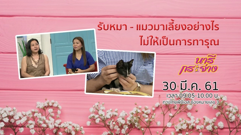 รับหมา - แมวมาเลี้ยงอย่างไร ไม่ให้เป็นการทารุณ