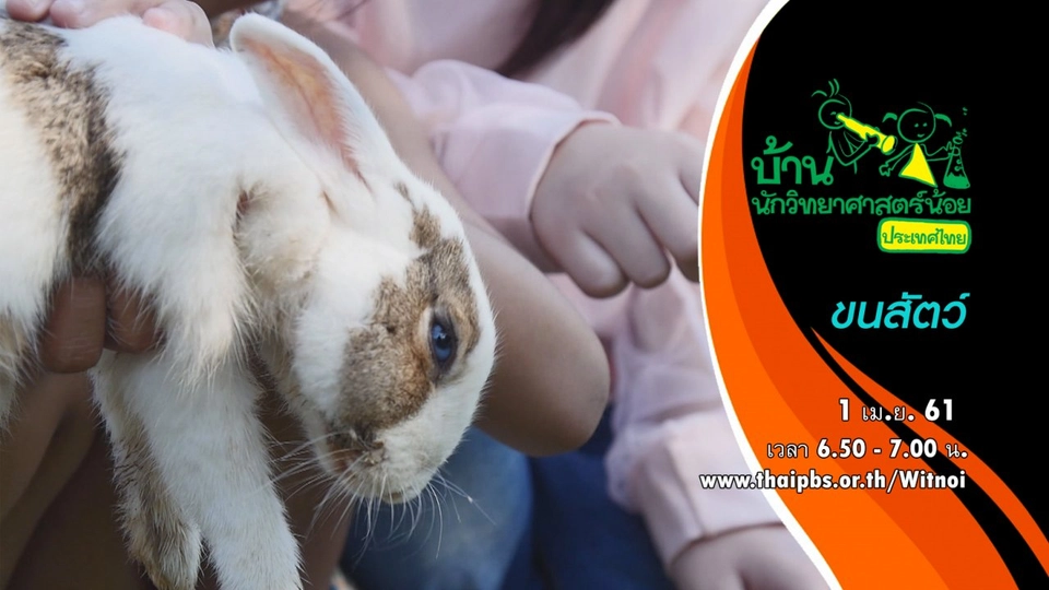 ขนสัตว์