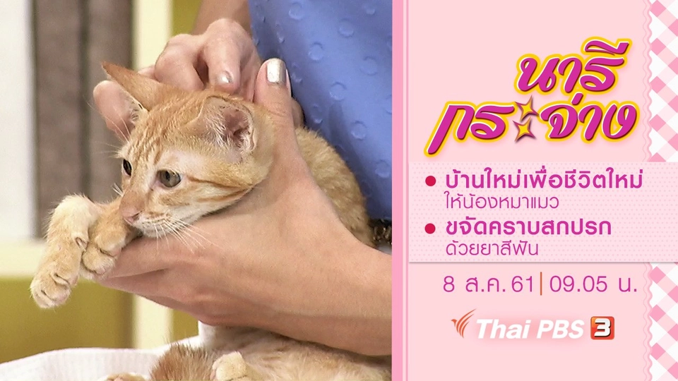 หาบ้านใหม่เพื่อชีวิตใหม่ให้น้องหมาแมว, ขจัดคราบสกปรกด้วยยาสีฟัน
