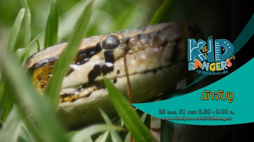 นักจับงู