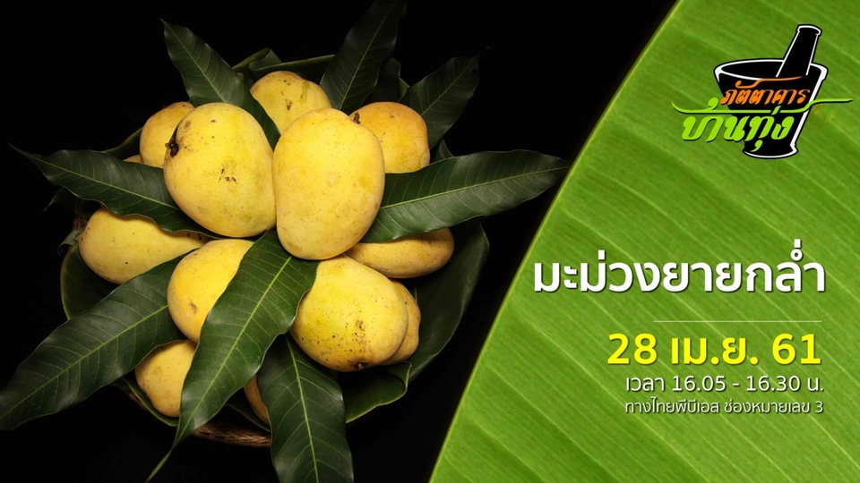 มะม่วงยายกล่ำ