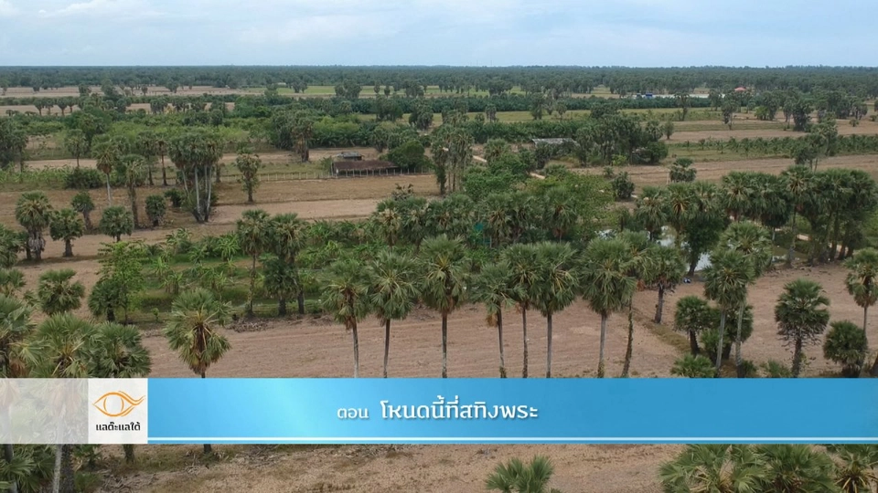 โหนดนี้ที่สทิงพระ​​​