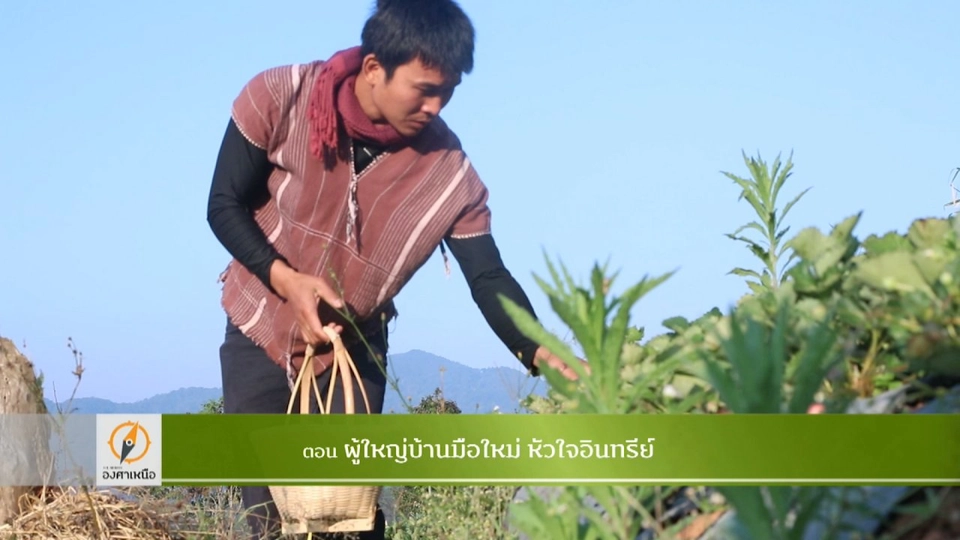 ผู้ใหญ่บ้านมือใหม่ หัวใจอินทรีย์