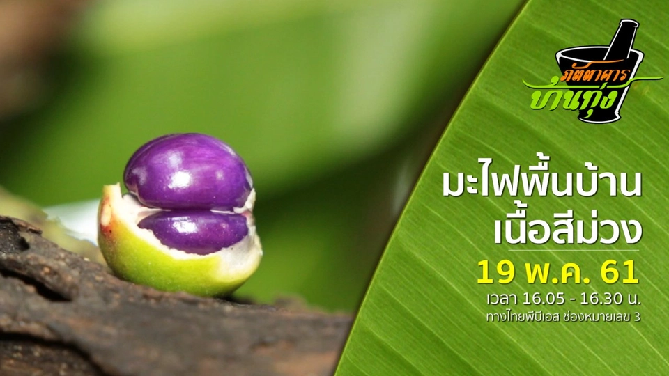 มะไฟพื้นบ้านเนื้อสีม่วง