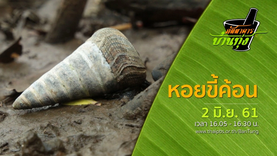 หอยขี้ค้อน