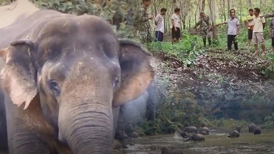 ปัญหาช้างป่าบุกชุมชนทำร้ายชาวบ้านเสียชีวิต อ.ทองผาภูมิ จ.กาญจนบุรี