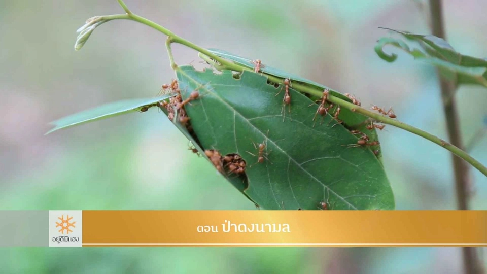 ป่าดงนามล​