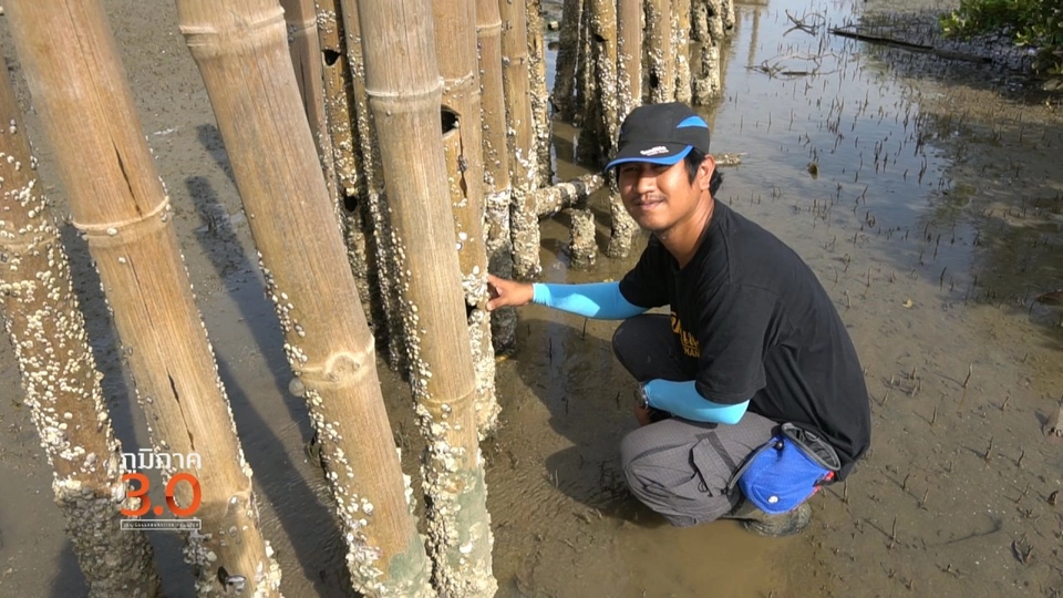 ทำไมรักดอยสุเทพ, ช่องเม็กเปลี่ยนไป, กำแพงไม้ไผ่ มาตรการสีเขียวสู้ภัยธรรมชาติ