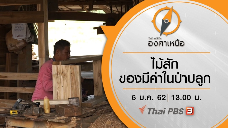 ไม้สัก ของมีค่าในป่าปลูก