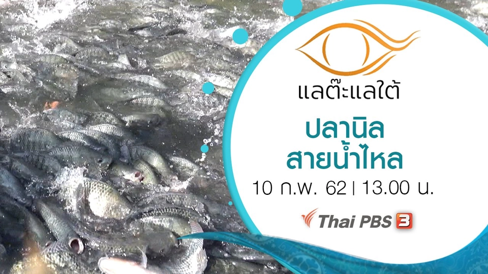 ปลานิลสายน้ำไหล