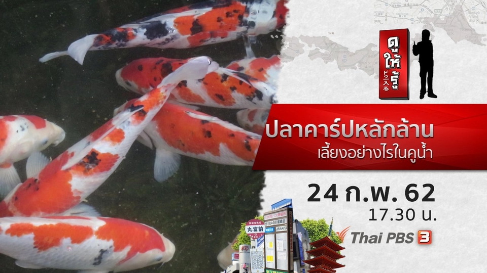 ปลาคาร์ปหลักล้าน เลี้ยงอย่างไรในคูน้ำ