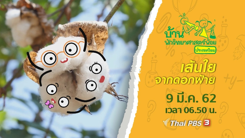 เส้นใยจากดอกฝ้าย