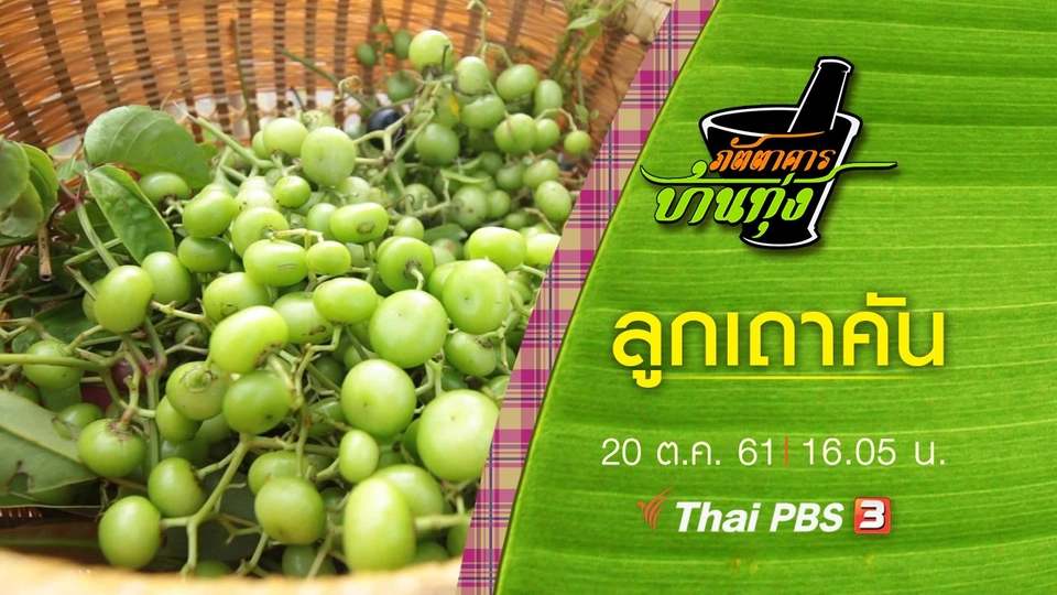 ลูกเถาคัน