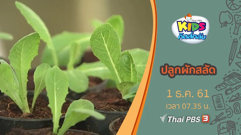 ปลูกผักสลัด