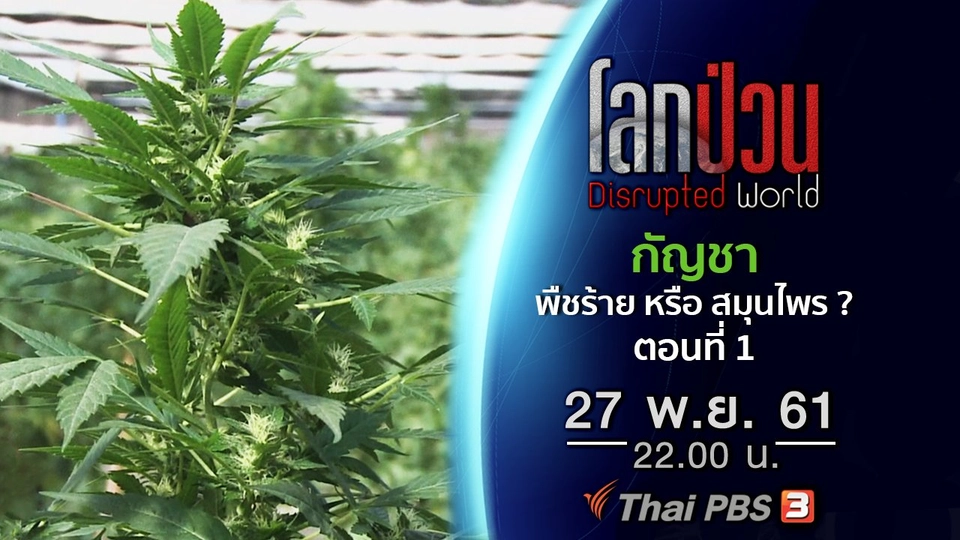 กัญชา พืชร้าย หรือ สมุนไพรทางเลือก ? ตอนที่ 1