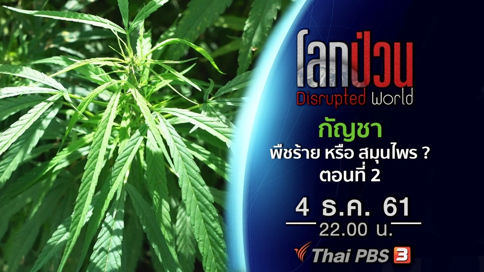 กัญชา พืชร้าย หรือ สมุนไพรทางเลือก ? ตอนที่ 2