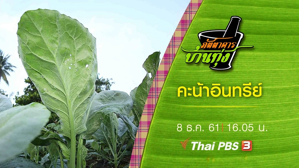 คะน้าอินทรีย์