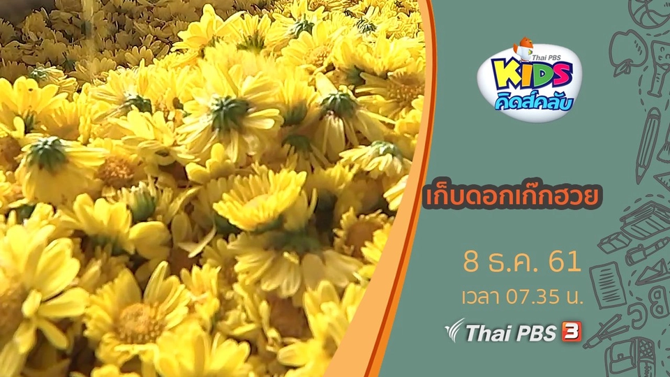 เก็บดอกเก๊กฮวย