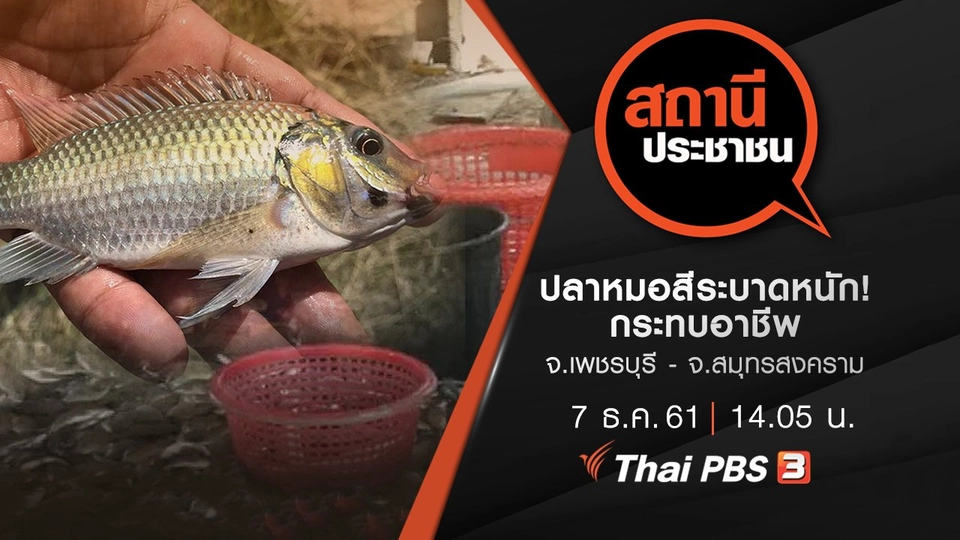 ปลาหมอสีระบาดหนัก! กระทบอาชีพ จ.เพชรบุรี - จ.สมุทรสงคราม