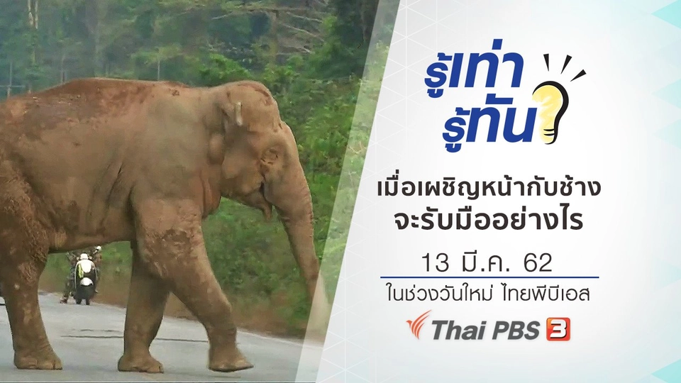 เมื่อต้องเผชิญหน้ากับช้าง จะรับมืออย่างไรให้ปลอดภัย