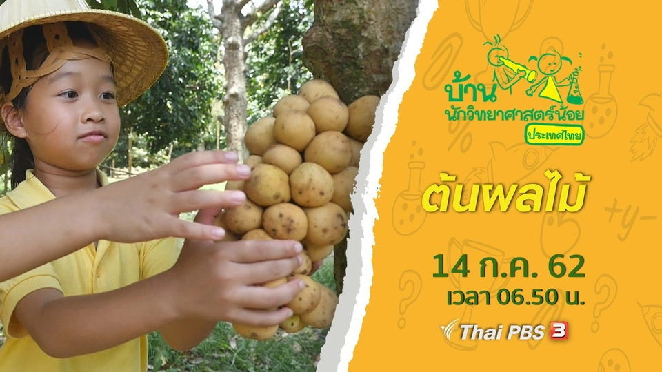 ต้นผลไม้