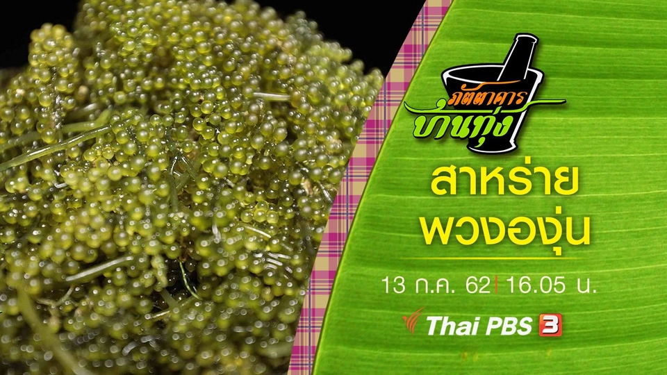 สาหร่ายพวงองุ่น