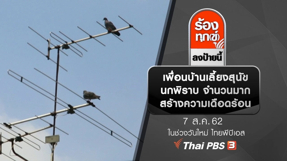 เพื่อนบ้านเลี้ยงสุนัข นกพิราบ จำนวนมาก สร้างความเดือดร้อน