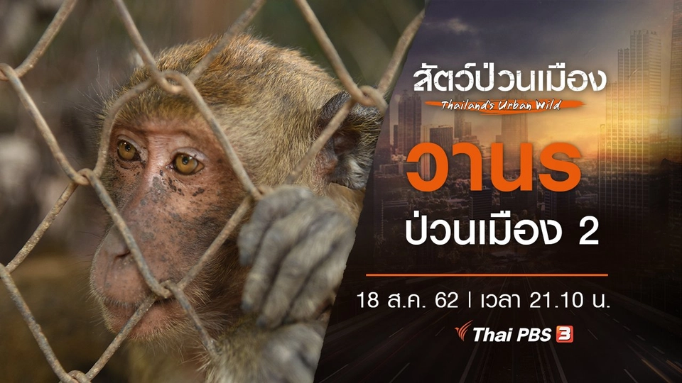 วานรป่วนเมือง 2