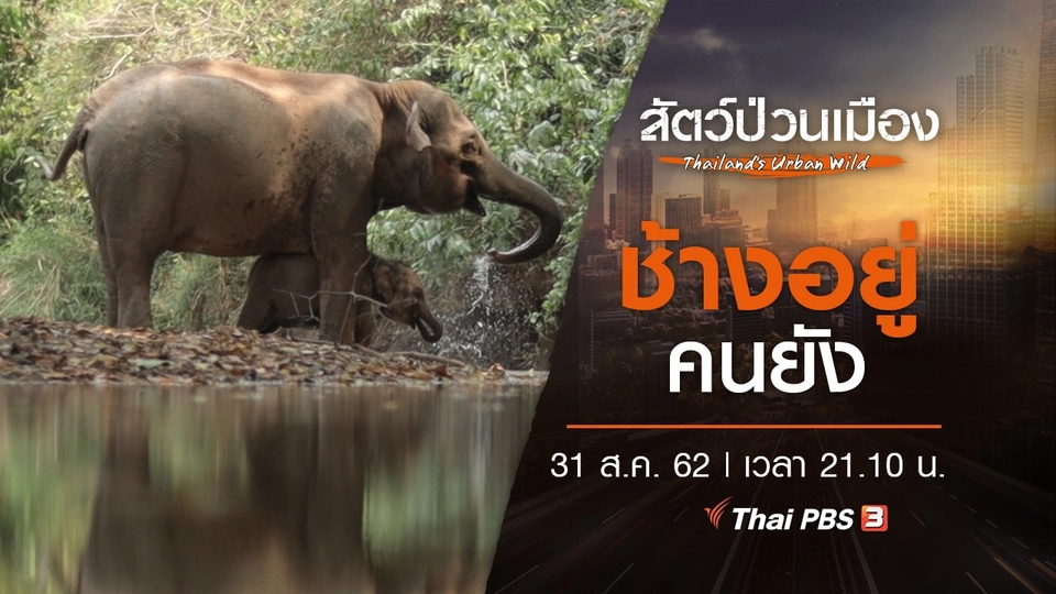 ช้างอยู่คนยัง