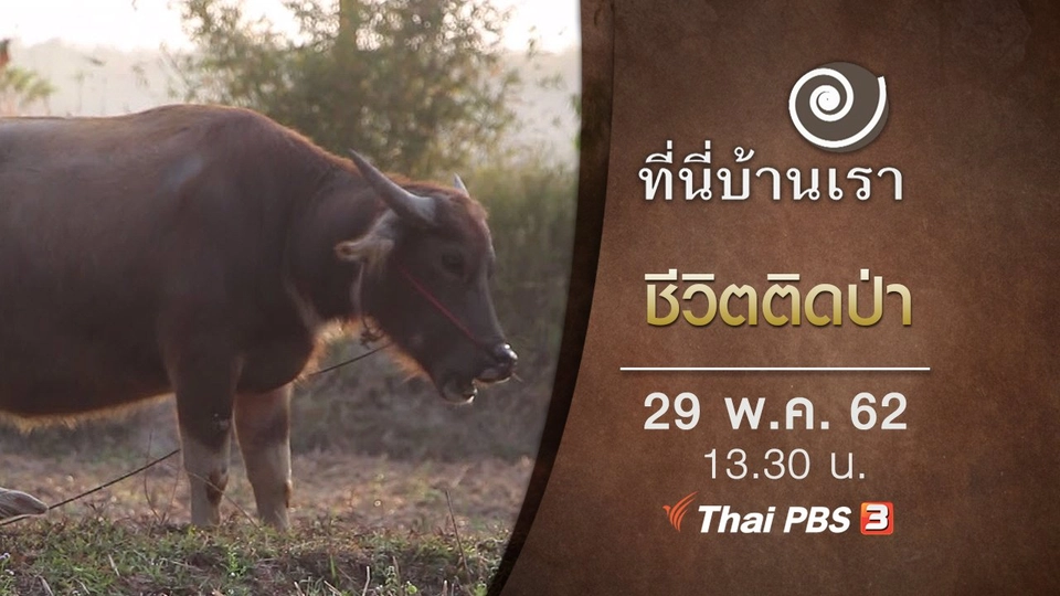 ชีวิตติดป่า