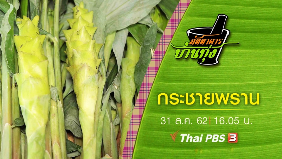 กระชายพราน