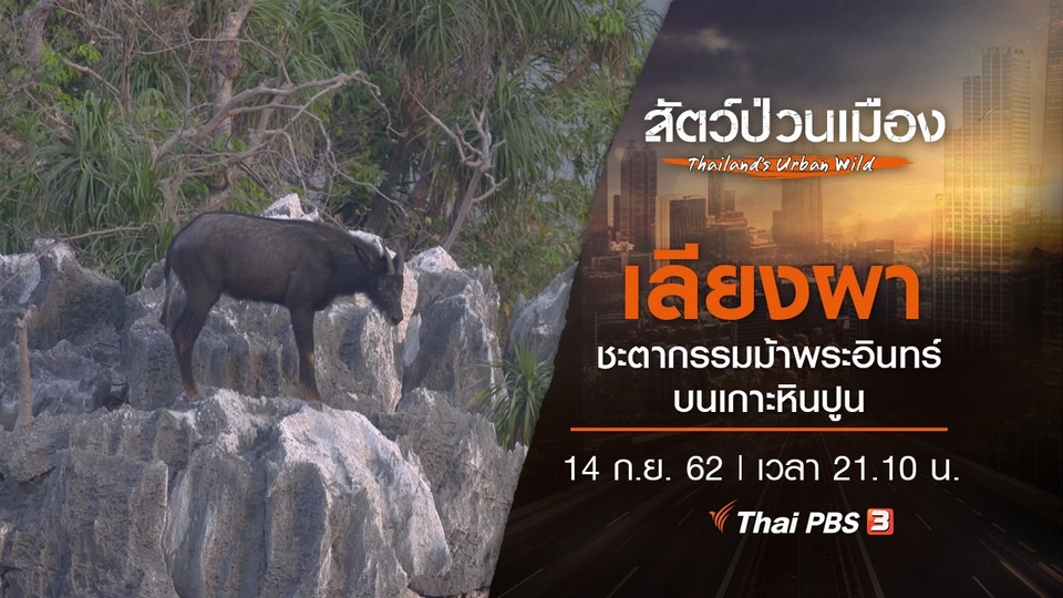 เลียงผา ชะตากรรมม้าพระอินทร์บนเกาะหินปูน