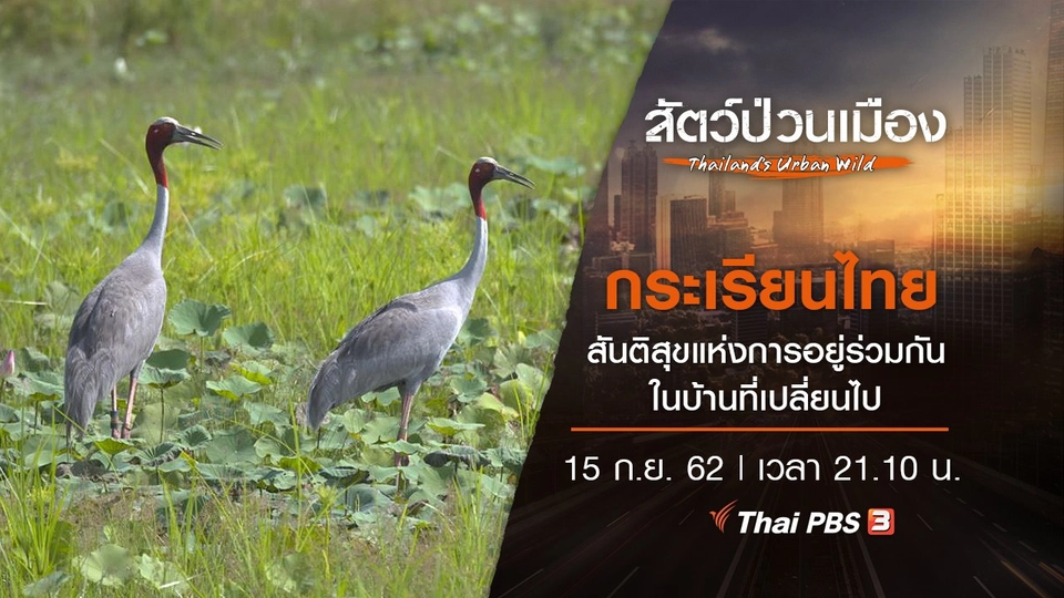 กระเรียนไทย สันติสุขแห่งการอยู่ร่วมกัน ในบ้านที่เปลี่ยนไป