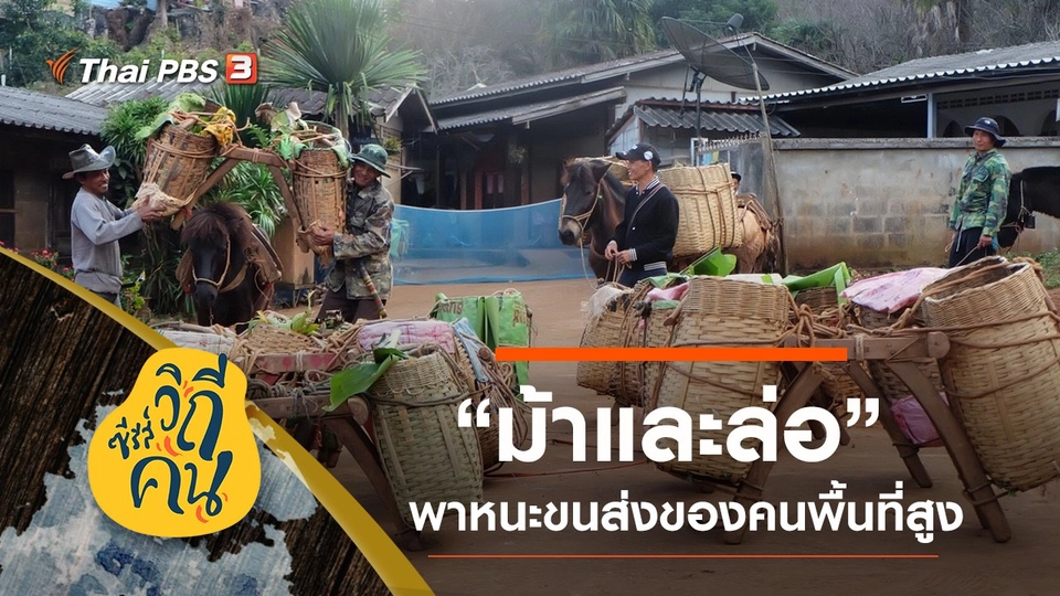 “ม้าและล่อ” พาหนะขนส่งของคนพื้นที่สูง