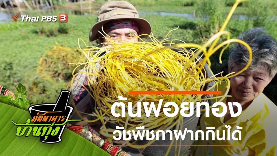 ต้นฝอยทอง